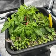 Grow 7.1  | Doctors Choice | DC Kush