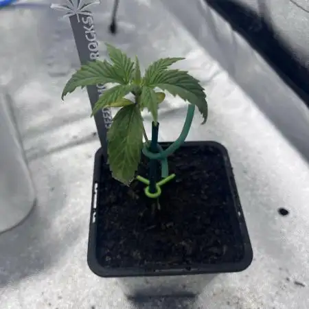 GROW | 5.1 | Divine Seeds Auto Moon Rock