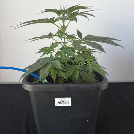 8 World of Seeds | Mongolia THC Free