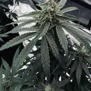 Grow 7.5 | Green House | Shishka Lemon