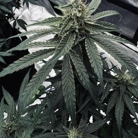 Grow 7.5 | Green House | Shishka Lemon
