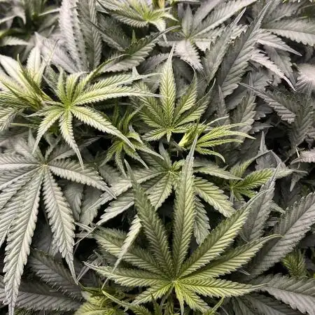 Grow 4.0 | Humboldt | Hi-Biscus