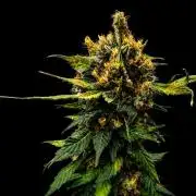 Grow 7.1  | Doctors Choice | DC Kush