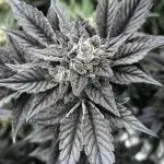 Grow 5.5 | Humboldt | Vanilla Frosting