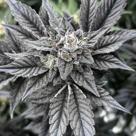 Grow 5.5 | Humboldt | Vanilla Frosting