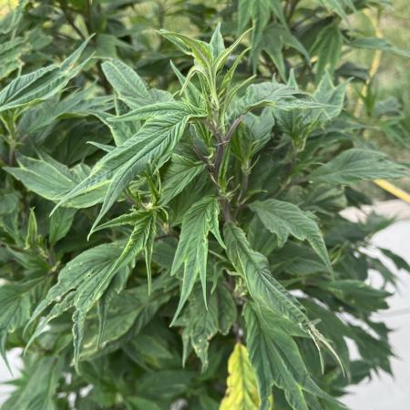 Grow 3.2 | Terpyz | Blueberry Lime Kush AD