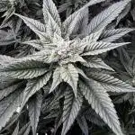 Grow 5.5 | Humboldt | Vanilla Frosting