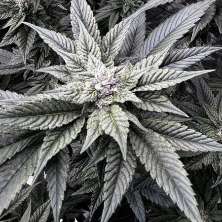 Grow 5.5 | Humboldt | Vanilla Frosting