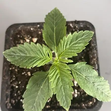 Grow 5.5 | Humboldt | Vanilla Frosting