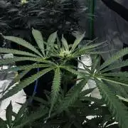 Grow 7.5 | Green House | Shishka Lemon
