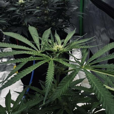 Grow 7.5 | Green House | Shishka Lemon