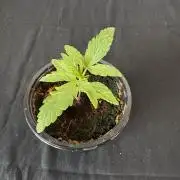8 Delicious Seeds | Deep Mandarine