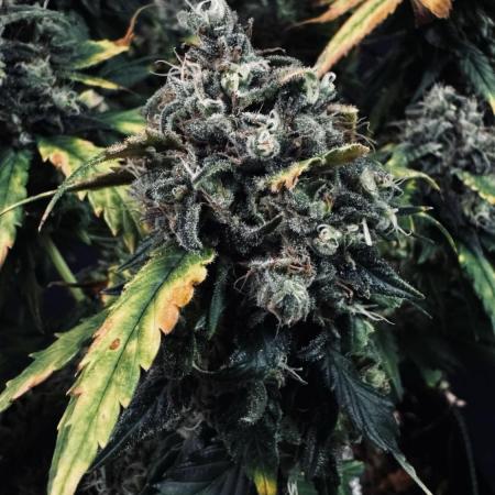 Grow 7.4 | Zamnesia| GMO Cookies