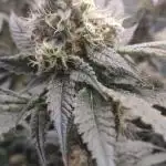 Grow | 3.4 | Zamnesia | Ice Cream Cake