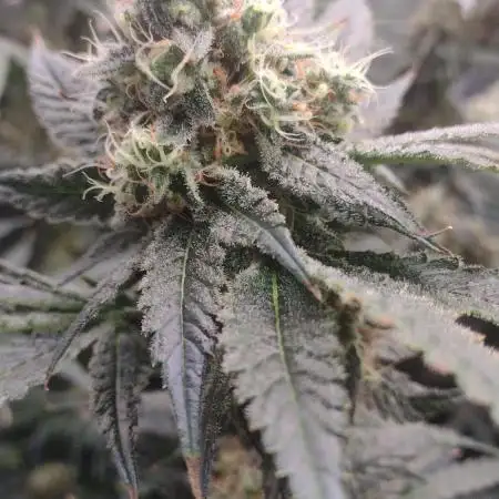 Grow | 3.4 | Zamnesia | Ice Cream Cake