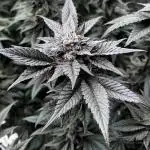 Grow 5.5 | Humboldt | Vanilla Frosting