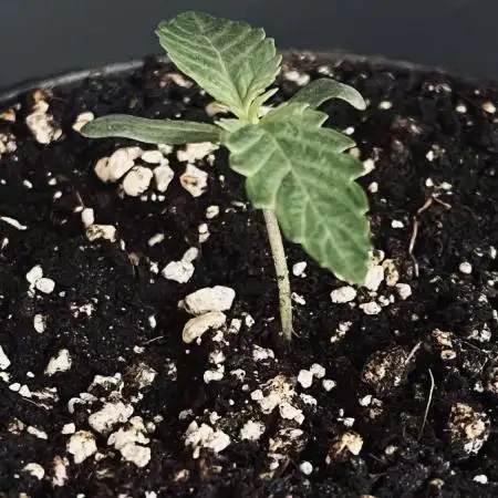 Grow 5.3| Zamnesia | Lemon Cherry Gelato