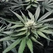 Grow 7.1  | Doctors Choice | DC Kush