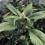 Grow 7.7 | Terpyz | Spicy Temp. RG