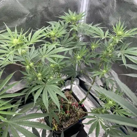 Grow 4.1 | Humboldt | California Haze