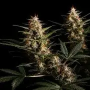 GROW 5.0 | Divine Seeds Auto Big Demon