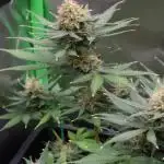 GROW | 5.1 | Divine Seeds Auto Moon Rock