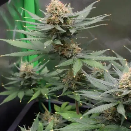 GROW | 5.1 | Divine Seeds Auto Moon Rock