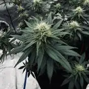 Grow 7.3 Kannabia | Mexican Sativa Fem.