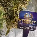 Eternity Grow Cup 2025 |Genetic: Zamnesia Autoflower Runtz