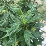 Grow 3.2 | Terpyz | Blueberry Lime Kush AD