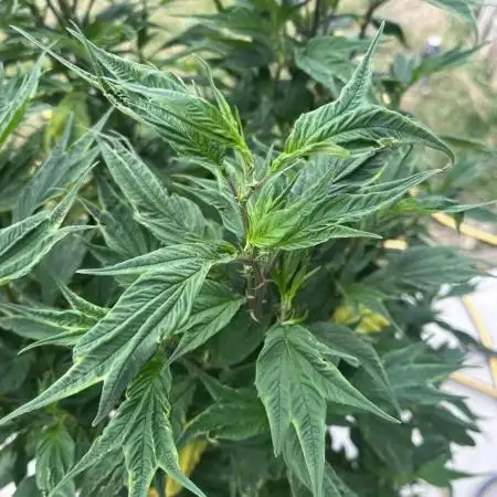 Grow 3.2 | Terpyz | Blueberry Lime Kush AD
