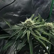 Grow 7.6 | Green House | Super Banana