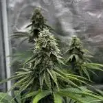 Grow 5.3| Zamnesia | Lemon Cherry Gelato