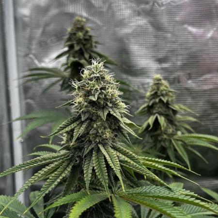 Grow 5.3| Zamnesia | Lemon Cherry Gelato