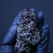 Grow 5.5 | Humboldt | Vanilla Frosting
