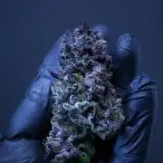 Grow 5.5 | Humboldt | Vanilla Frosting