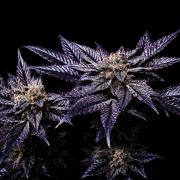 Grow 5.5 | Humboldt | Vanilla Frosting