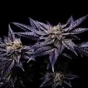 Grow 5.5 | Humboldt | Vanilla Frosting