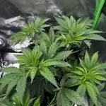 Grow 5.3| Zamnesia | Lemon Cherry Gelato