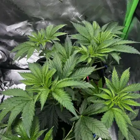 Grow 5.3| Zamnesia | Lemon Cherry Gelato