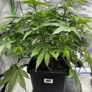 8 Sensible Seeds Bruce Banner 3 CBD