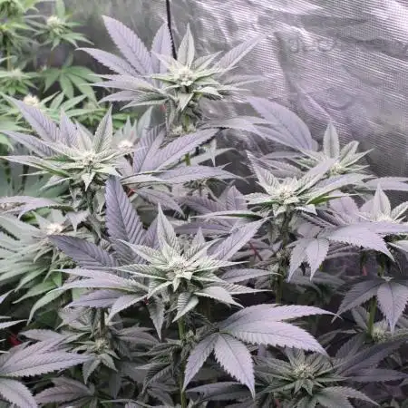 Grow 5.5 | Humboldt | Vanilla Frosting