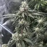 Grow 4.0 | Humboldt | Hi-Biscus