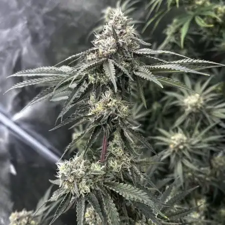 Grow 4.0 | Humboldt | Hi-Biscus