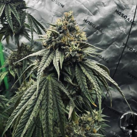 Grow 7.6 | Green House | Super Banana