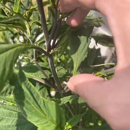 Grow 3.2 | Terpyz | Blueberry Lime Kush AD