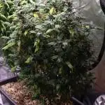 Grow 3.2 | Terpyz | Blueberry Lime Kush AD