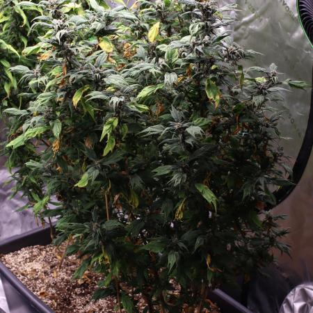Grow 3.2 | Terpyz | Blueberry Lime Kush AD