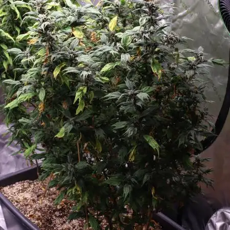Grow 3.2 | Terpyz | Blueberry Lime Kush AD