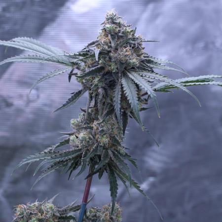 Grow 4.0 | Humboldt | Hi-Biscus
